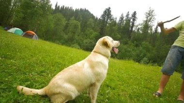 Labrador yakalamak sopa