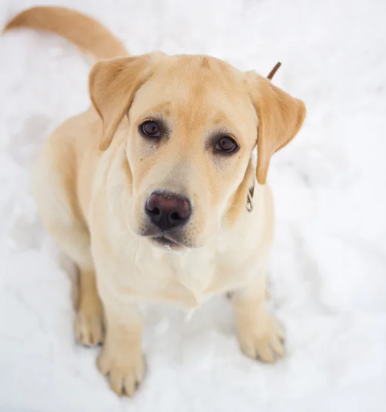 bir kış yürüyüş Labrador geri almak