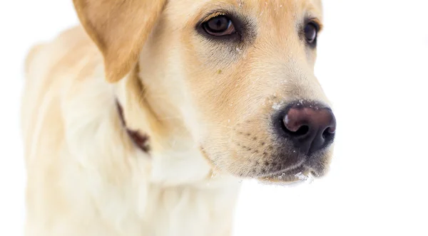 Beyaz bir arka planda Labrador geri almak
