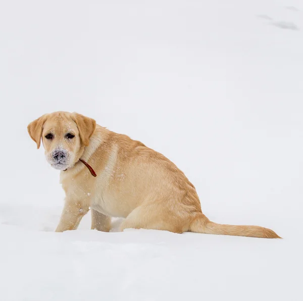 Labrador retriever na zimowy spacer — Zdjęcie stockowe
