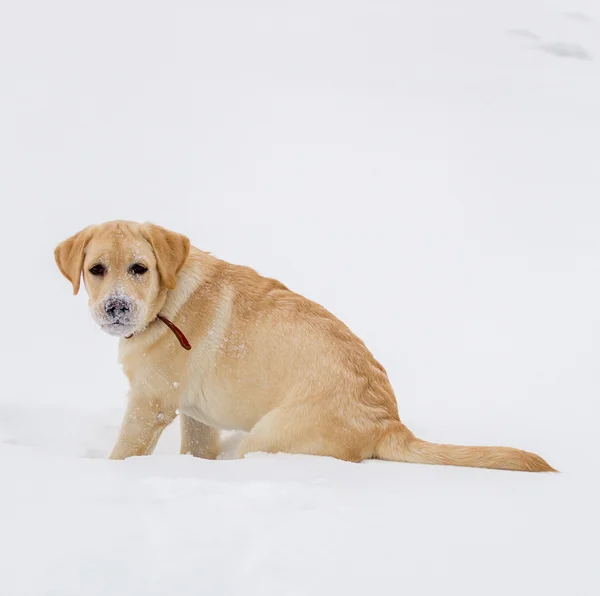 bir kış yürüyüş Labrador geri almak