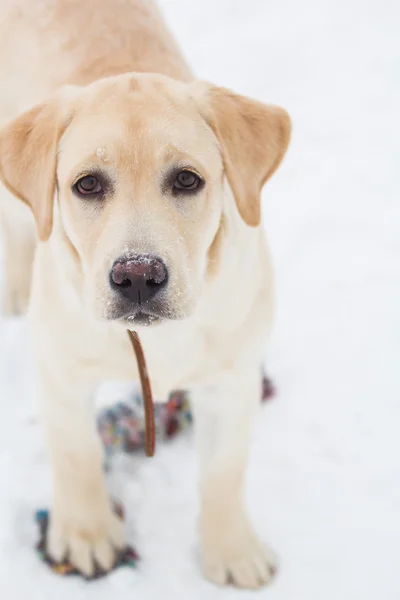 bir kış yürüyüş Labrador geri almak