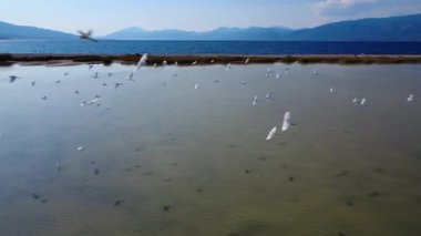 Yunanistan 'da bir plajın hemen yanında uzanan bir göl, balıkçıllar, flamingolar ve kuğular gibi su kuşları için sığınak görevi görüyor. Derin mavi deniz güzel Akdeniz manzarasını tamamlarken bir kuş sürüsü çamurlu suyun üzerinde uçuyor..