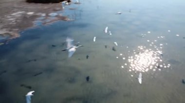 Ender bulunan bir kuş sürüsü güneşin son ışınları altında Yunanistan 'daki bir gölün üzerinden uçuyor. Barışçıl sulak arazi Akdeniz 'in altın tonlarıyla parıldıyor..