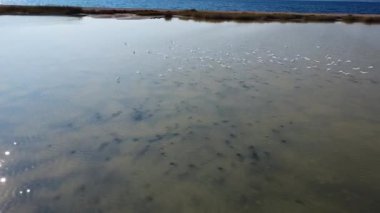 Kuşlar gölün yüzeyinde süzülürken, sakin deniz uzaklarda parıldıyor ve Yunanistan 'da sakin doğal bir manzara yaratıyor..