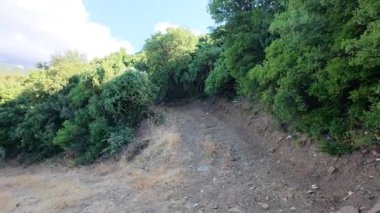 Kırsal bir toprak yol Yunanistan, Avrupa 'daki yoğun bir Akdeniz ormanı içinde iki yöne ayrılıyor. Yeşil bitki örtüsü ve tepeler sessiz kavşağın etrafını sarmış..