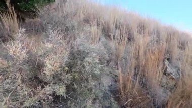 Rüzgar, Yunanistan, Güney Avrupa 'daki kayalık bir dağ tepesinde kuru ot ve otları hareket ettiriyor. Parlak yaz güneşi kurak Akdeniz manzarasını dolduruyor.