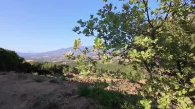 Rüzgar, geniş meşe yapraklarını Yunanistan ve Avrupa 'nın Akdeniz tepelerinde güneş ışığı altında eğimli bir tarlanın yanına taşıyor.