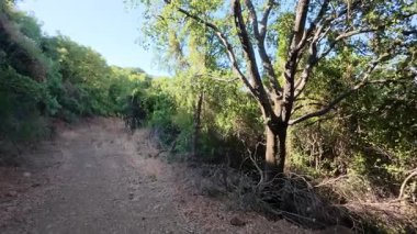Günbatımı ışınları Yunanistan ve Güney Avrupa 'daki ağaçları aydınlatırken, Akdeniz ormanlarını dar toprak yol geçiyor.