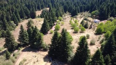 Yoğun bir köknar ormanı, Yunanistan 'da uzak bir dağlık bölgede, patika açıklıktaki bir vadiyi ve parlak yaz ışığı altında küçük bir geleneksel kulübeyi ortaya çıkarıyor..