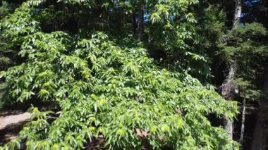 Meyvelerle kaplı uzun bir kestane ağacı yapraklarına yansıyan güneş ışığıyla köknar ormanında duruyor. Yunanistan 'daki yaz koşullarında etkileyici fabrikayı gözler önüne seren kamera yükseliyor.