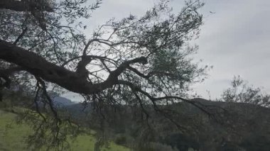 Eski bir zeytin ağacının dalları ve yaprakları günbatımından önce rüzgarda hafifçe hareket eder. Ağaç, hasat sonrasında Yunanistan ve Avrupa 'da zeytinyağıyla bilinen bir dağ bölgesinde duruyor..