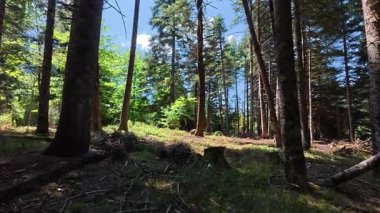 Kesilmiş ağaç gövdeleri ve kurumuş odun döküntüleri yoğun bir köknar ormanında yoğun yaz güneşi altında yerde yatıyor..