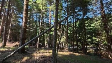 Yoğun bir köknar ormanı, güçlü bir yaz güneşi altında, dalların arasından görünen gökyüzü ve düşen bir hortum tehlike arz ediyor..