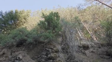 Yunanistan, Avrupa 'daki dağ yolunun üstündeki tepe örtüsüne güneş ışınlarının dokunduğu yaz yeşillikleri boyunca sessiz bir orman patikası geçer..