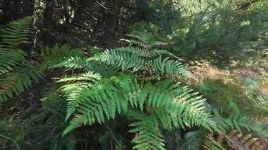 Eğreltiotu yaprakları sakin bir orman ortamında doğal olarak sallanıyor, Akdeniz bitki örtüsünü vurguluyor..