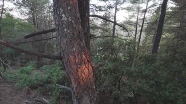 Yumuşak günbatımı ışığı, Yunanistan ve Avrupa 'daki gölgeli bir ormanda çalılar ve kuru dallar arasında tek bir çam gövdesini aydınlatıyor.