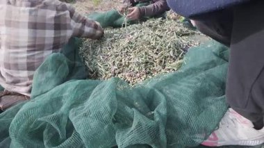 Hasattan sonra insanlar zeytinleri yapraklardan ve küçük dallardan elle ayırırlar. Aile tabanlı süreç Yunanistan 'daki geleneksel Akdeniz zeytin çiftçiliğini yansıtıyor.