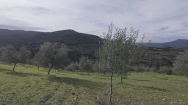 Dağ eteklerinde yetişen küçük zeytin ağaçları olan geleneksel zeytin koruluğu. Doğal koşullar, Yunanistan 'ın kırsal kesimlerinde rüzgar dalları taşıyan yüksek kaliteli ekstra bakire zeytinyağı üretimini destekliyor.