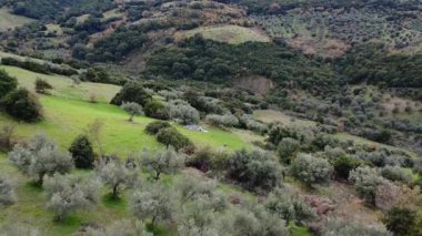 Yoğun orman ve otlaklarla çevrili dik dağ tarım arazilerinde zeytin toplayan çiftçilerin insansız hava aracı görüntüleri. Yunanistan ve Avrupa 'da geleneksel amelelik sahnesi.