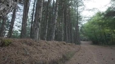 Yoğun çam ormanları boyunca uzanan uzak bir dağ yolu, Yunanistan ve Avrupa 'da zemini kaplayan ağaç gövdeleri ve iğnelerle kaplı..
