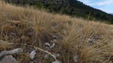 Kuru otlarla kayalık yamaçlı dağlık arazi ve çim örtülü dağlar arasında bir dağ sığınağına giden engebeli toprak yoldan geçen otlar. Yunanistan ve Avrupa 'da ormanın üzerinde bulut gölgeleri.