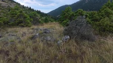 Kurumuş otlar, çalılar ve orman yamaçlarıyla çevrili otlarla dolu doğal kayalık vadi manzarası. Dokunulmamış dağ arazilerinde hafif yağış sırasında çekilen film, Yunanistan ve Avrupa.