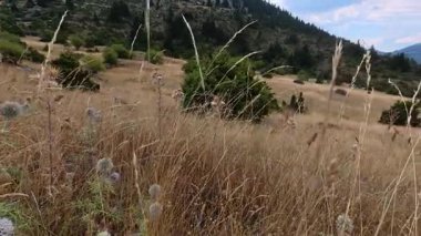 Uzak zirve, köknar ormanı ve engebeli araziyle Yunanistan ve Avrupa 'da berrak mevsimsel ışık altında otlak arazisi olarak kullanılan dağ çayırı.