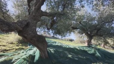 Yunanistan ve Avrupa 'daki Akdeniz tarım mirasını temsil eden eğimli bir korulukta olgun ağaçların altındaki ağları kullanarak zeytin koleksiyonu.