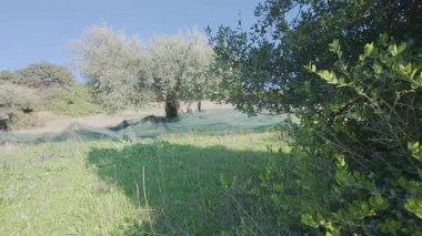 Verimli bir ağacın altında çimenlere saçılmış ağlarla zeytin hasadı sahnesi. Yunanistan ve Avrupa 'da belgelenen kırsal tarım sakin.