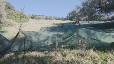 İşçiler zeytin ağaçlarına mekanik aletlerle vurur ve meyveler ağlara düşer. Yunanistan ve Avrupa 'da fiziksel olarak zor kırsal iş gücü.