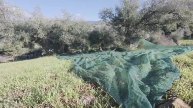 Güneşli bir günde büyük bir zeytin tarlasında ağlarla zeytin hasat etmek. Yunanistan ve Avrupa 'da özgün tarım uygulaması.
