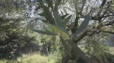Gün doğumu ya da gün batımı ışığı, sakin bir kırsal alanda zeytin dallarının arasından geçer. Yunanistan ve Avrupa 'da kaliteli yağ üreten sağlıklı zeytin ağacı.