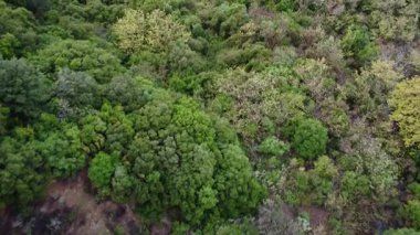 Yunanistan ve Avrupa 'da uzak bir dağ manzarasındaki yoğun Akdeniz ormanı ve yeşil vadiden güçlü bir nehir akıyor.
