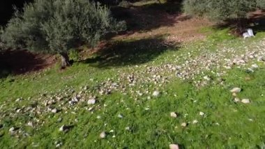 Yunanistan ve Avrupa 'da yoğun Akdeniz bitki örtüsü ve yabani çalılarla çevrili zorlu bir kayalık arazide doğal olarak yetişen zeytin ağaçları.