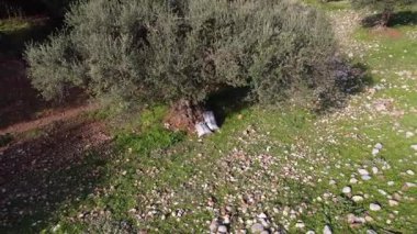 Yunanistan ve Avrupa 'da parlak güneş ışığı altında kayalık bir arazide elle biçilen eski bir ağacın yanına yerleştirilmiş zeytin çuvalları..