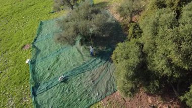Tek çiftçi, Yunanistan ve Avrupa 'daki parlak bir çayırda bir köpek dolaşırken zeytinleri çevreleyen ağlara atmak için bir hasat aracı kullanıyor..