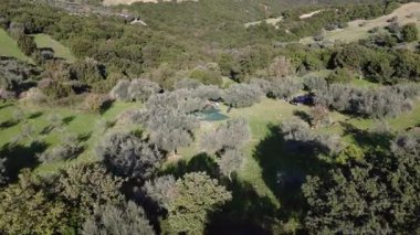 Taze zeytinlerle dolu yeşil ağlar antik ağaçların altında uzanır. Yunanistan ve Avrupa 'da kayalık, düzensiz zemin üzerinde uzun gece gölgeleri bırakır. Dağ eteklerinde otantik kırsal karakterli geleneksel hasat sahnesi.