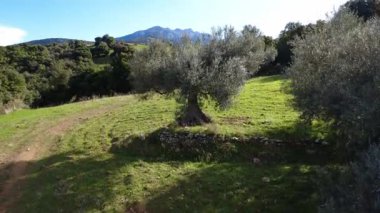 Bitmeyen koruluklar ve Avrupa 'nın eteklerindeki dağların eteklerinde Akdeniz ormanlarıyla çevrili ekili bir çayırda yetişen zeytin ağacı. Bozulmamış dağlık kırsal kesimde resimli bir tarım ortamı..