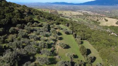 Zeytin koleksiyonu, Yunanistan ve Avrupa 'daki engebeli arazide görülen ağlar ve dolu çuvallarla sık ormanlarda gizlenmiş uçsuz bucaksız bir korulukta sürüyor. Geniş tarım arazisi uzak tepelere ve ovalara ulaşıyor.