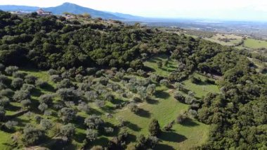Yunanistan, Avrupa 'da hasat için ağları olan yoğun Akdeniz ormanlarıyla çevrili bir dağlık yamaçta gözlerden uzak bir zeytinlik. Geleneksel tarım ve doğal tarım ortamını gösteren verimli kırsal bölge.
