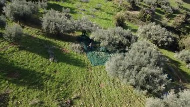 Yunanistan, Avrupa 'da titreşimli bir aracı çalıştıran bir işçi olarak, eğimli arazide, dağınık ağaçlar ve toplama ağlarıyla zeytin hasadı devam ediyor. Kırsal tarım sahnesi mevsimlik üretimi ve ağır işçiliği vurguluyor.