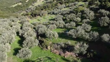 Geniş bir zeytin korusu eğimli bir dağ tarlası boyunca uzanır merkezinde bir merdiven ve gri yapraklarla zıt yeşil çimenler vardır. Parlak gün ortası ışığı Yunanistan ve Avrupa 'daki kırsal manzarayı artırdı.