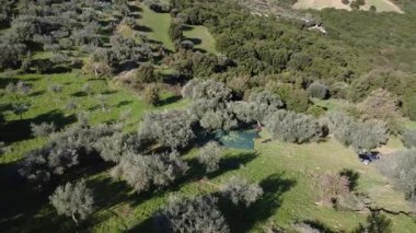 Çiftçiler, yoğun bitki örtüsüyle çevrili tarihi bir dağ koruluğunda ağaçların altına yayılmış ağlar kullanarak olgun zeytinleri toplarlar. Yunanistan, Avrupa 'da geleneksel olarak organik ekstra bakire zeytinyağı hasadı.
