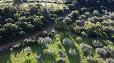 Kırsal bir toprak yol, arka planda sık orman bulunan bir dağ yamacındaki geleneksel bir zeytin koruluğundan geçer. Yunanistan, Avrupa 'da öğleden sonra geç saatlerde park halindeki bir pikap engebeli yolda duruyor.