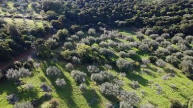 Geleneksel zeytin hasadı ormanla çevrili dik bir dağ yamacında geniş bir antik korulukta yapılır. Güneş ışığı altındaki ağaçlar ve sürülmüş toprak, Yunanistan ve Avrupa 'da ekstra organik bakire zeytin yağı üretimini ön plana çıkardı.