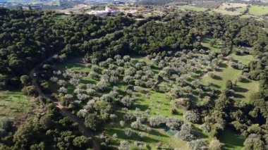 Yunanistan ve Avrupa 'daki dağlık Akdeniz arazisindeki tarımsal araziyi aşan kirli kırsal bir yol ile yoğun karanlık ormanın içinde büyük bir zeytinlik sıralanır..