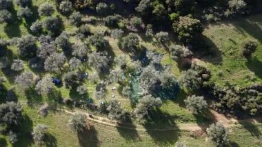 Çiftçiler, Yunanistan ve Avrupa 'da organik yağ üreten Akdeniz' deki ekili tarlalardan geçen toprak bir yolu olan ağlar ve çuvallar kullanarak antik bir korulukta elle zeytin hasadı yapıyorlar..