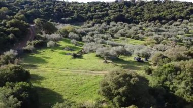 Yunanistan, Avrupa 'da verimli bir Akdeniz ormanında çiftçilerin zeytin toplayıp çuval taşıdığı tenha bir zeytinliğin yanında dar bir toprak yol esiyor..