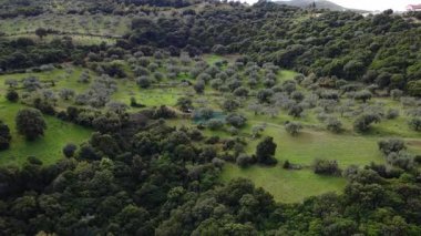 Yunanistan, Avrupa 'nın kırsal kesimindeki toprak bir patika boyunca ağaçların altına yayılmış ağlarla birlikte antik bir zeytin korusu ortaya çıkıyor..